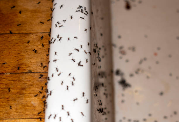 Best Pest Prevention Services  in Umatilla, OR